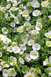 one day, we’ll both be stars