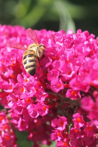 The Demon King (or lowly Queen Bee)