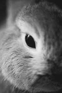 Re: Killer Rabbit