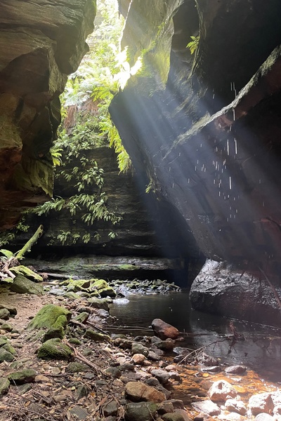 Accidental Cultivator